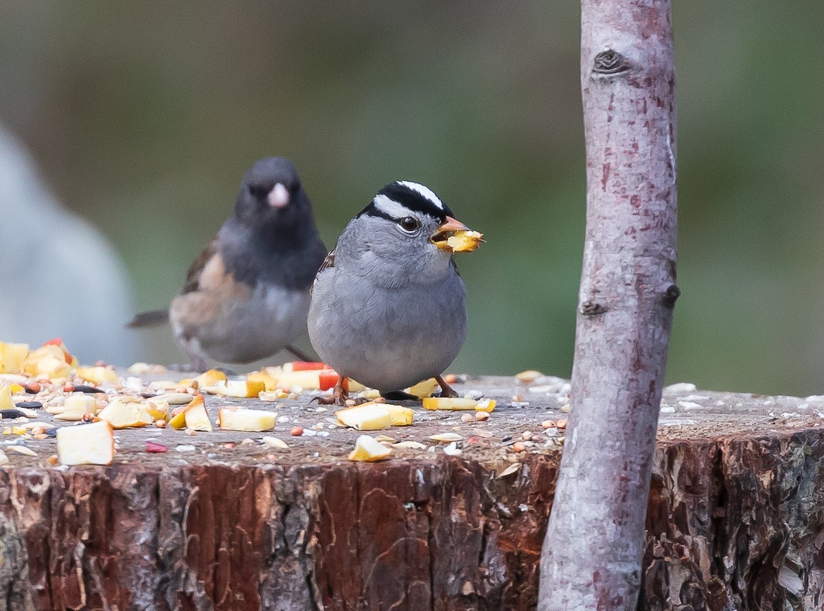 White-crowned Sparrow - ML617794453