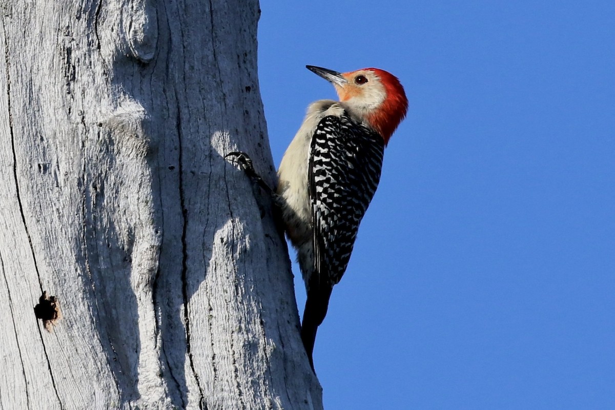 Red-bellied Woodpecker - ML617794601