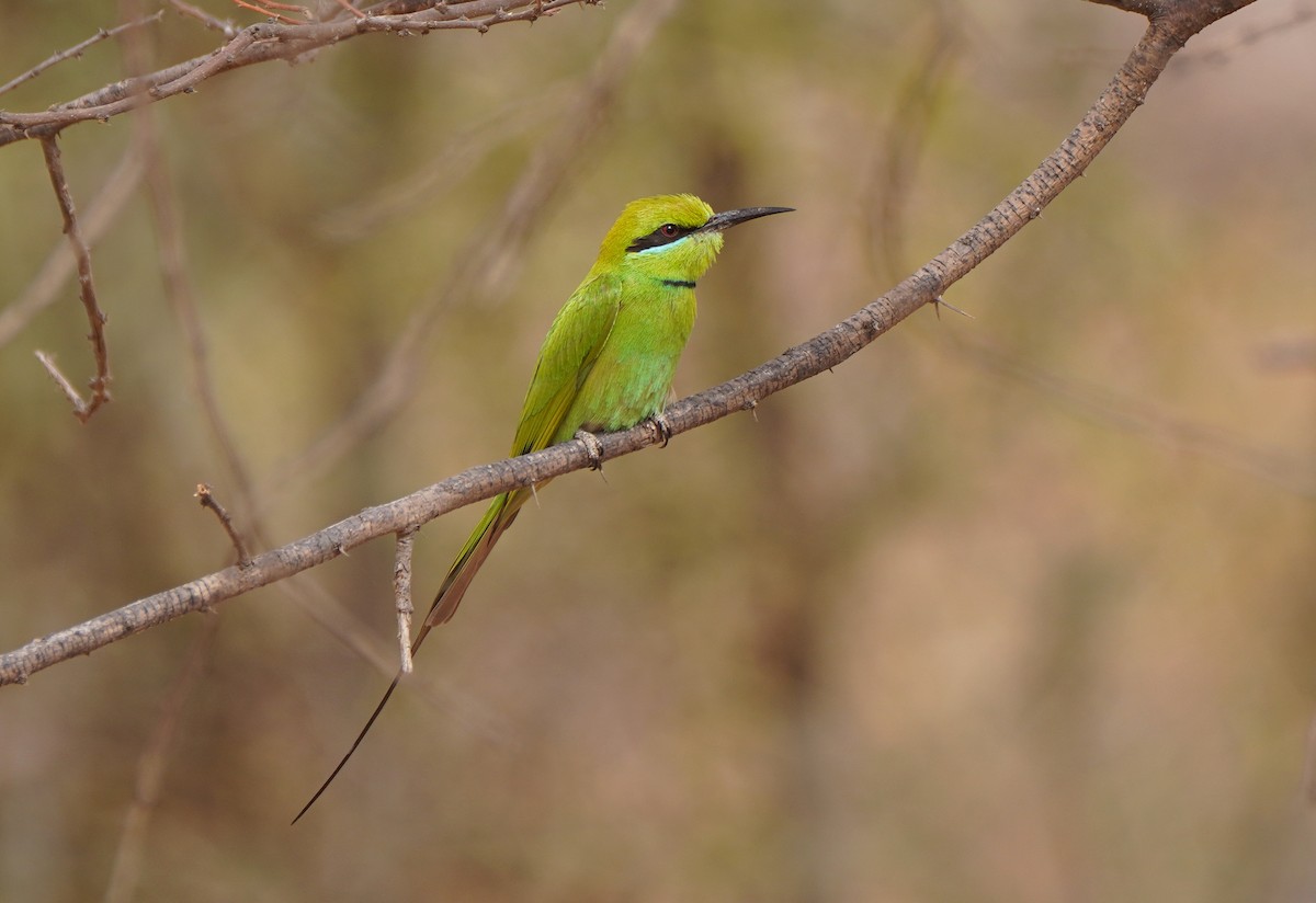 African Green Bee-eater - ML617794659