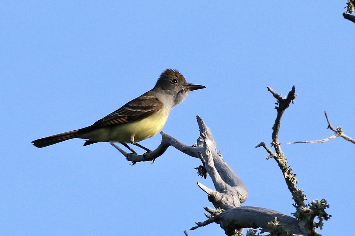 Great Crested Flycatcher - ML617794738