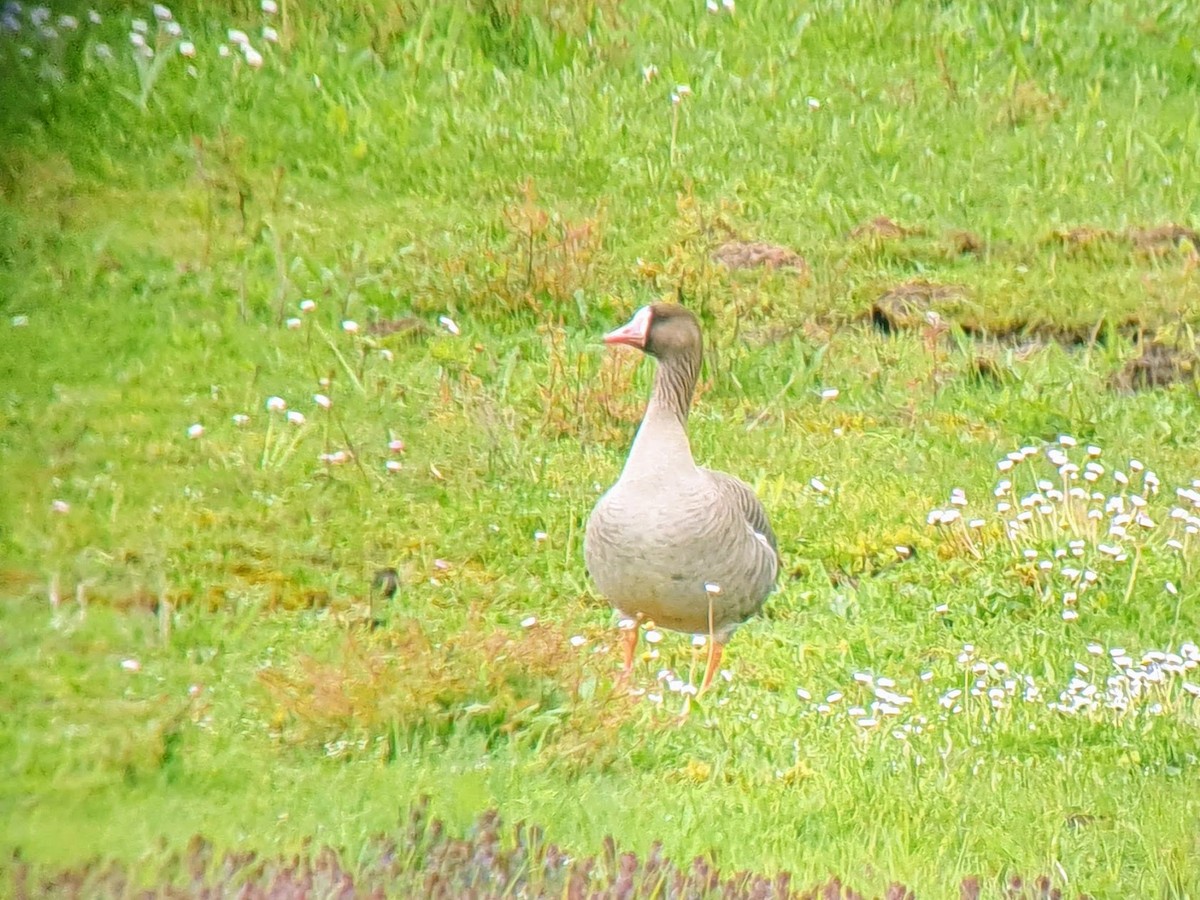 Greater White-fronted Goose - ML617794760