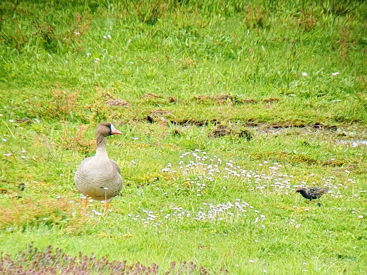 Greater White-fronted Goose - ML617794761