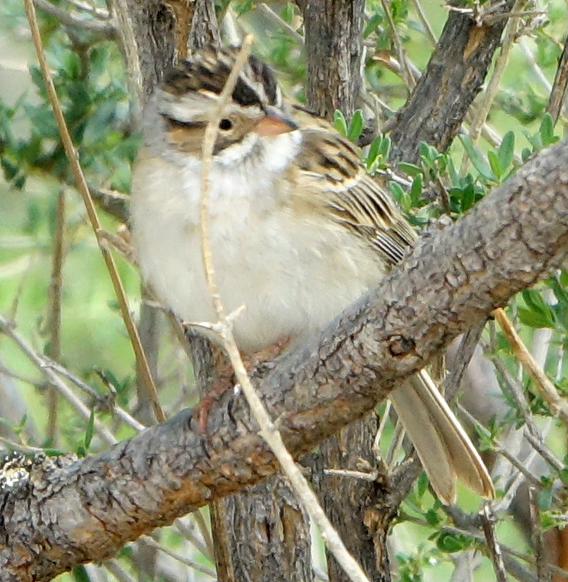 Clay-colored Sparrow - ML617794802