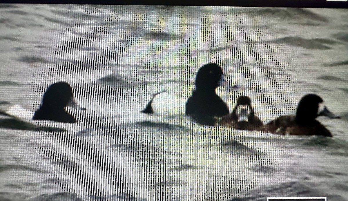Greater Scaup - ML617794806