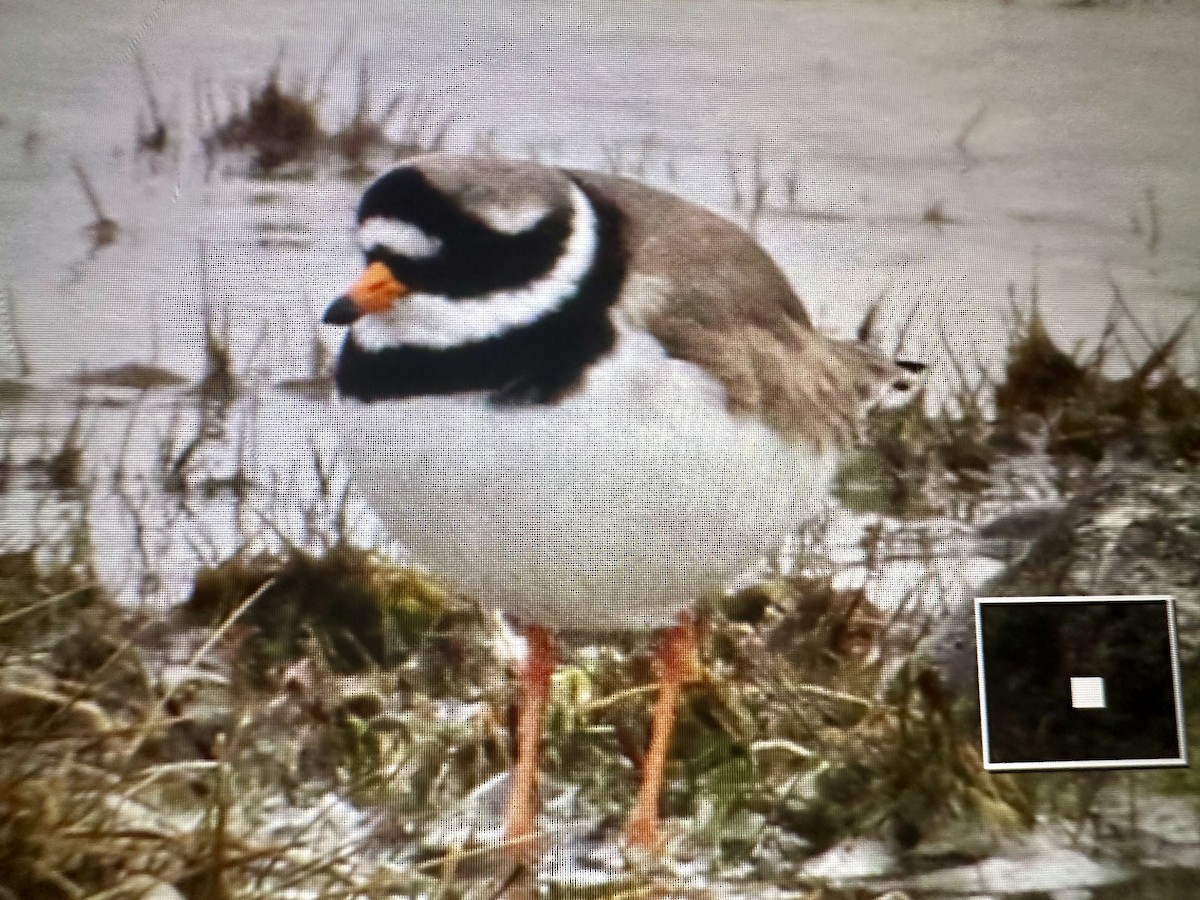 Common Ringed Plover - ML617794911