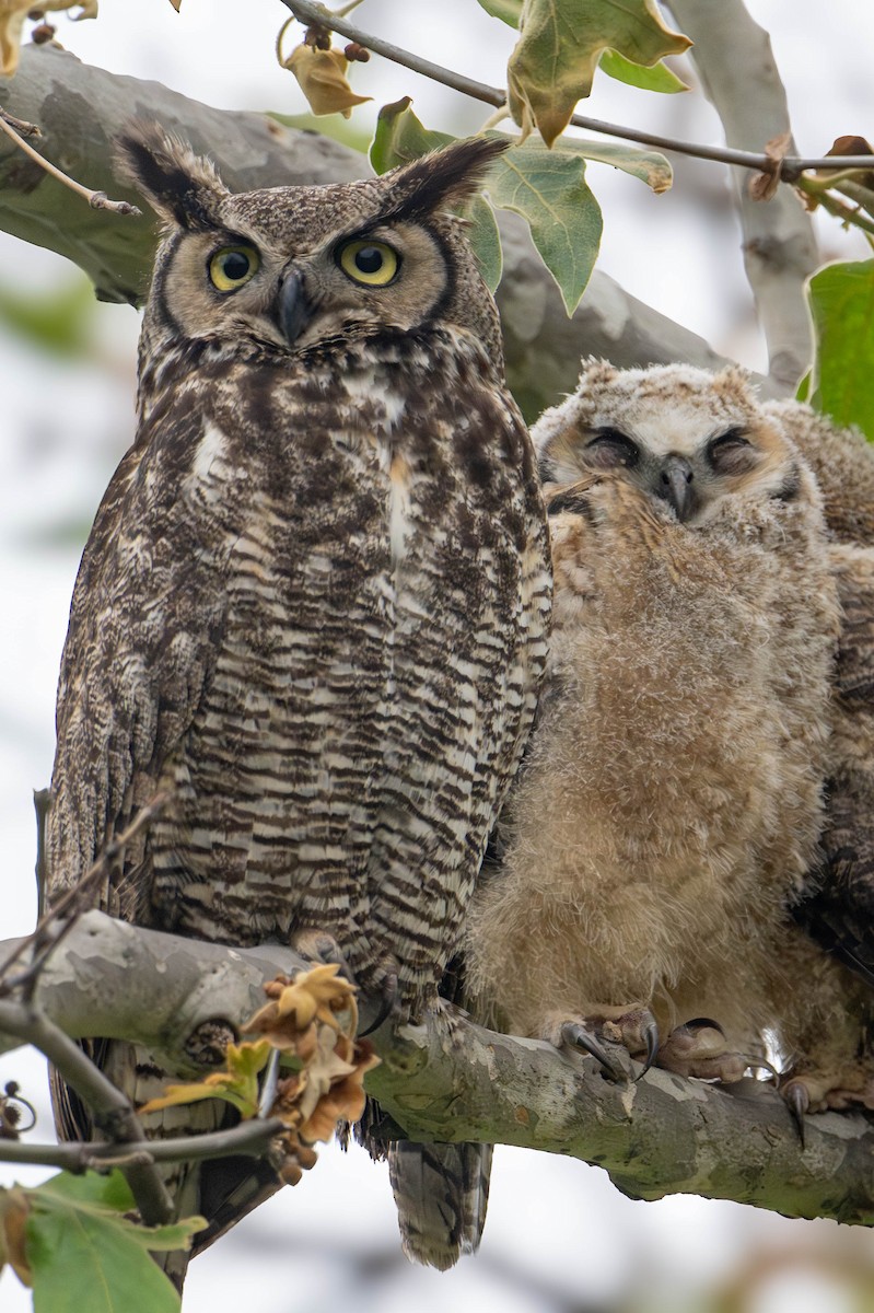 Great Horned Owl - ML617794957