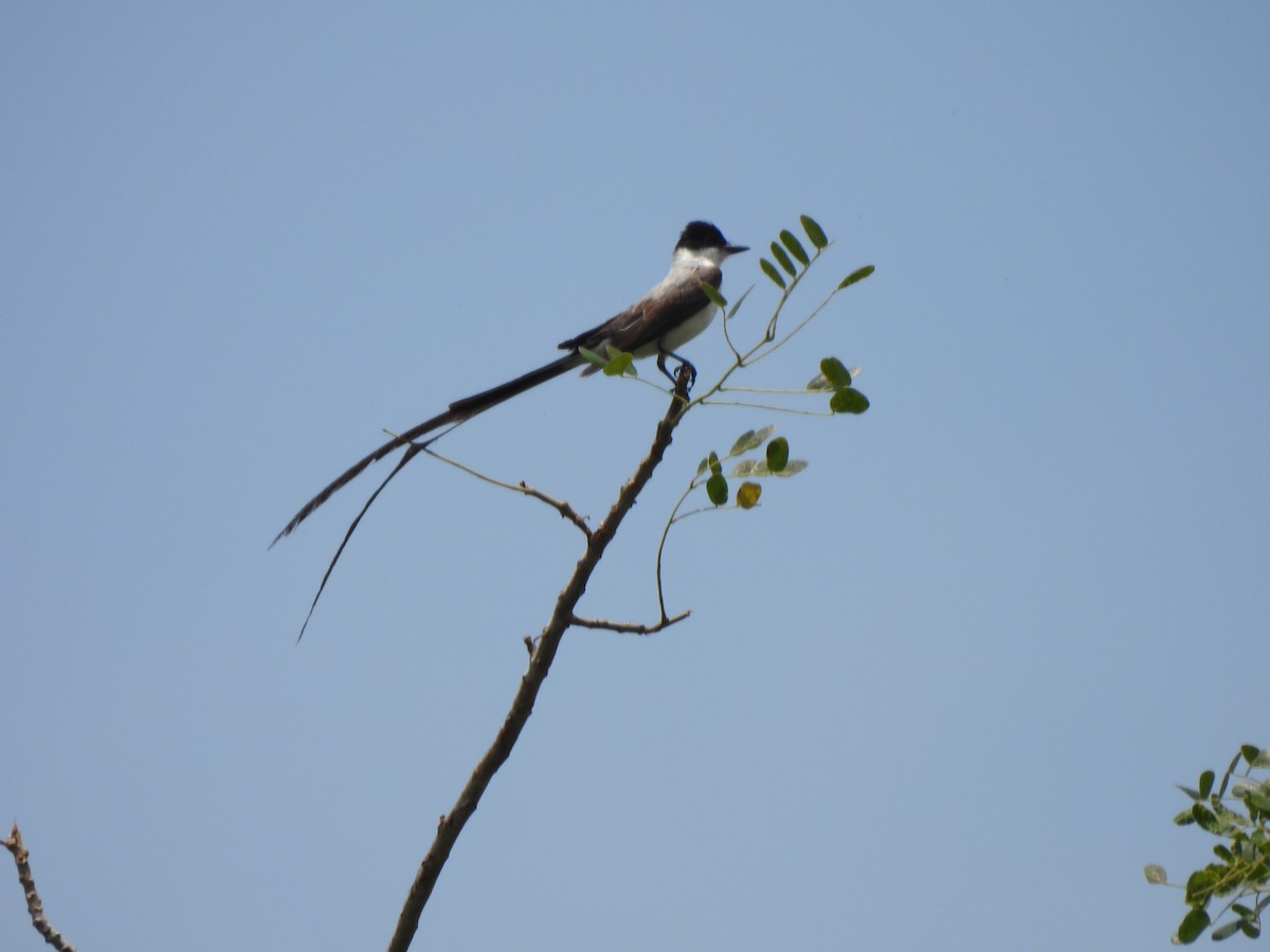 Fork-tailed Flycatcher - Abel Atehortua