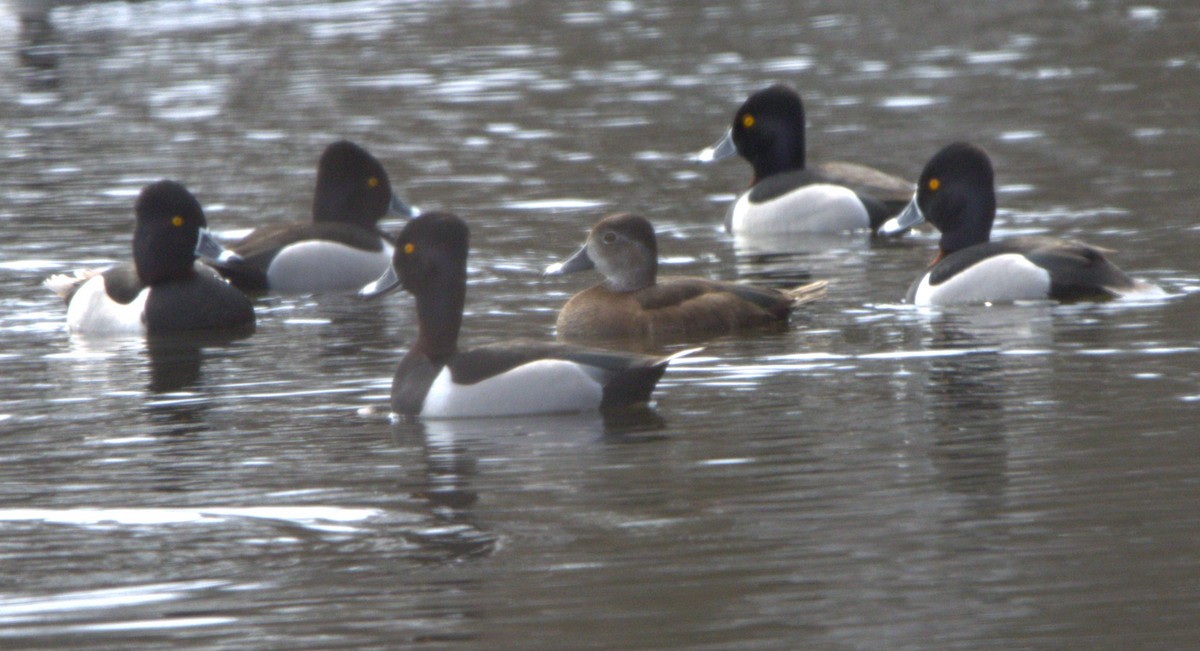 Ring-necked Duck - ML617795051