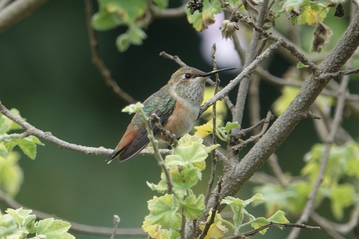 Allen's Hummingbird - ML617795070