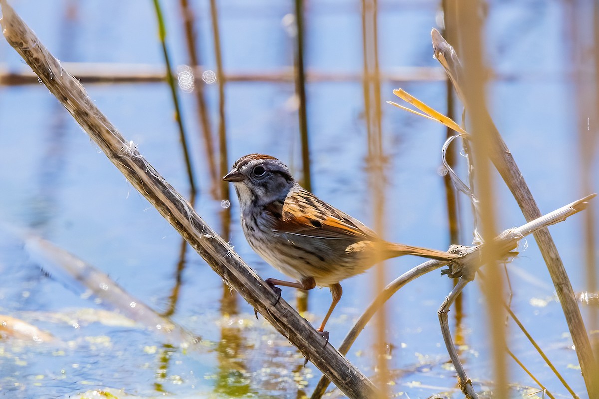Swamp Sparrow - ML617795141