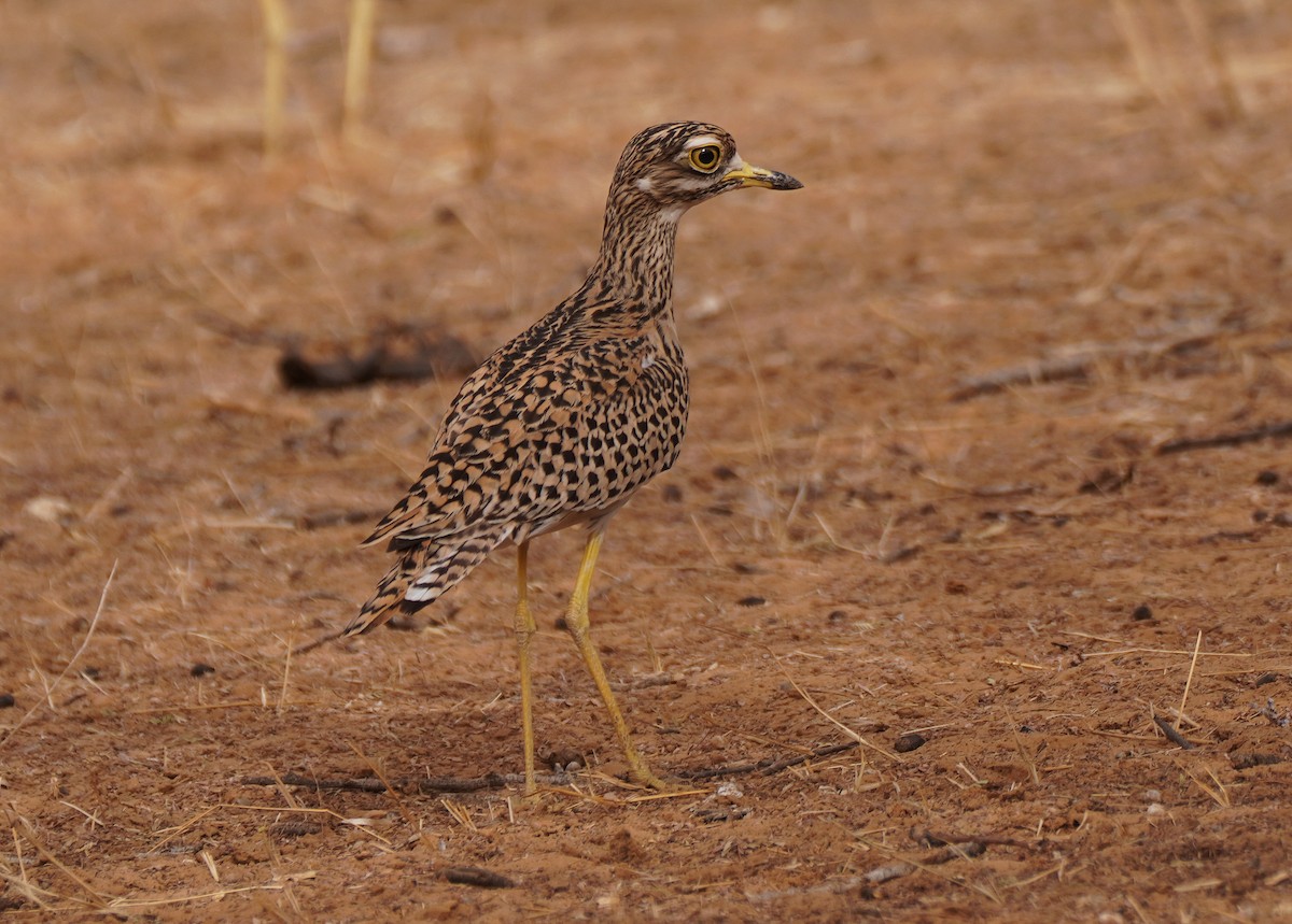 Spotted Thick-knee - ML617795249