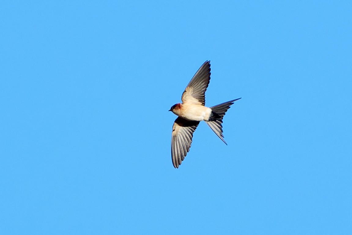 Red-rumped Swallow - ML617795262