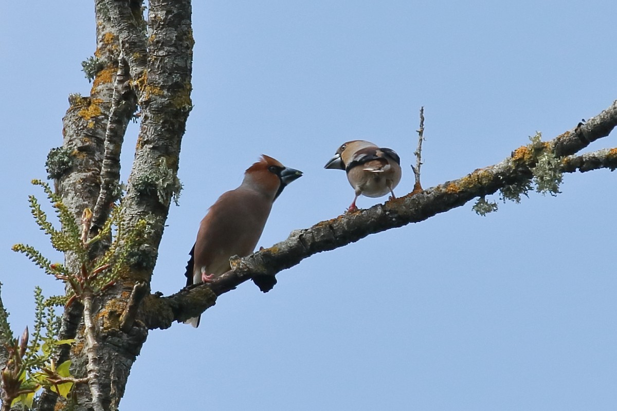 Hawfinch - António Gonçalves