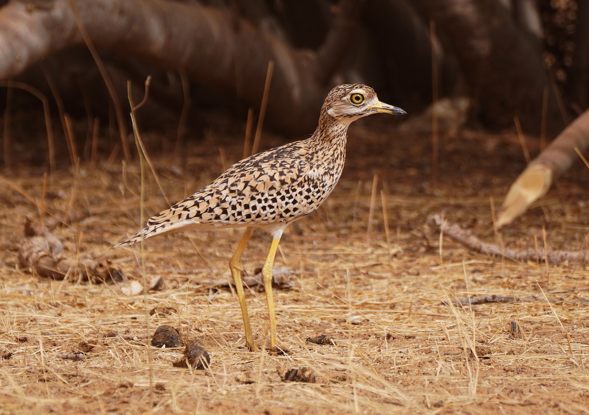 Spotted Thick-knee - ML617795349
