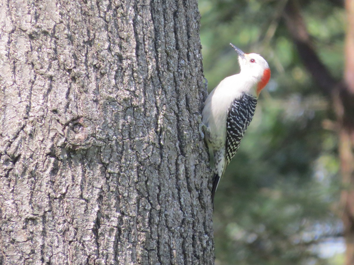 Red-bellied Woodpecker - ML617795477