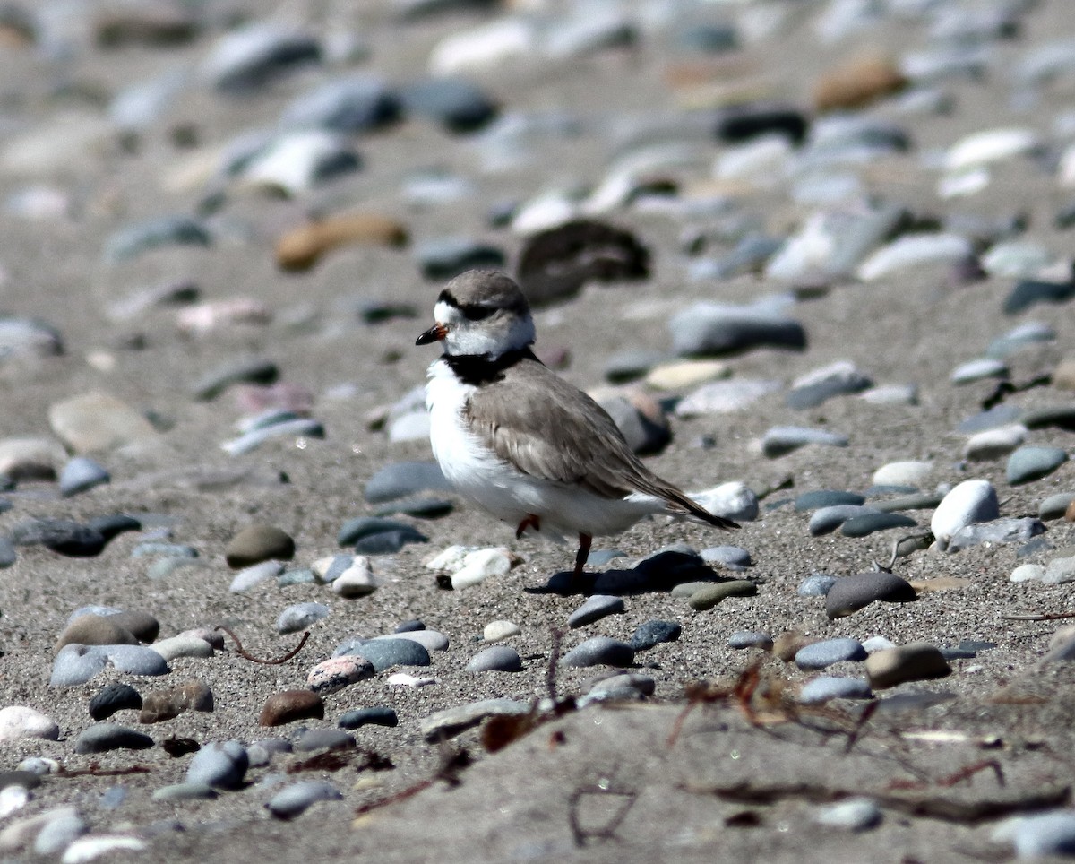 Piping Plover - ML617795486