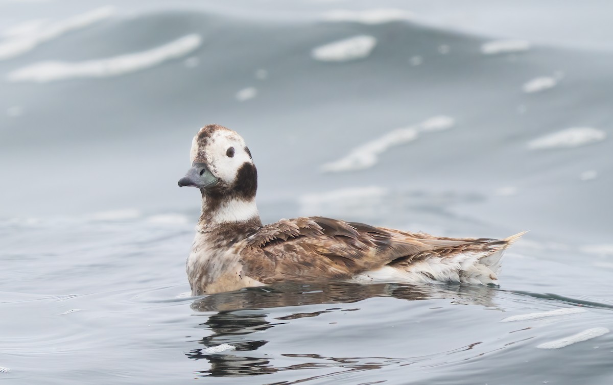 Long-tailed Duck - ML617795514