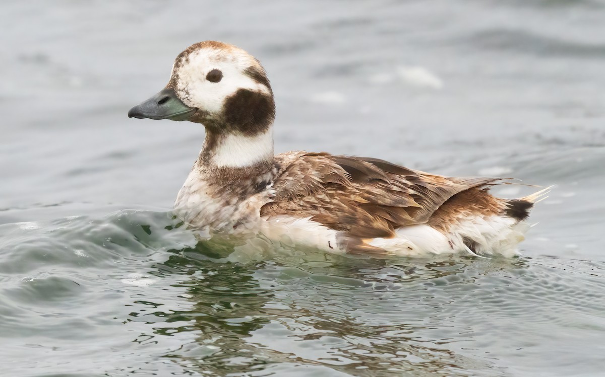 Long-tailed Duck - ML617795515