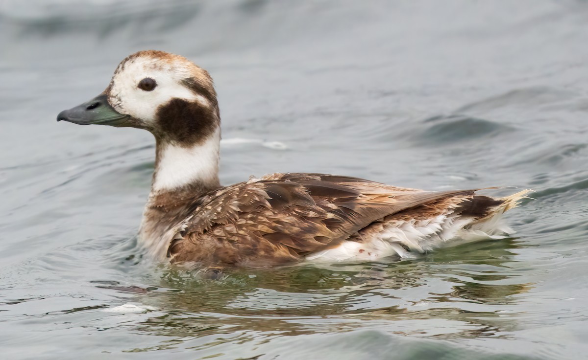 Long-tailed Duck - ML617795517