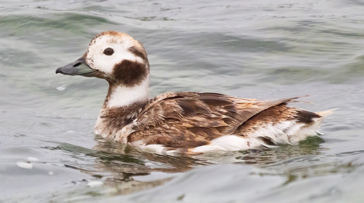 Long-tailed Duck - ML617795518