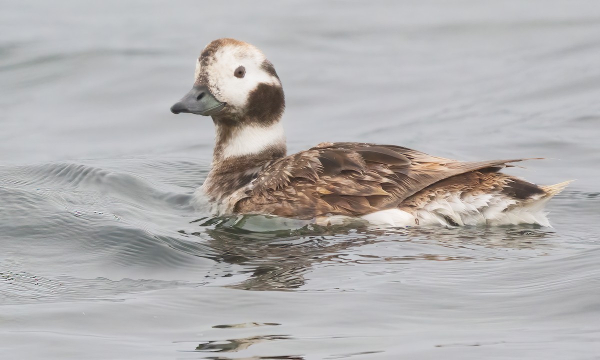 Long-tailed Duck - ML617795519
