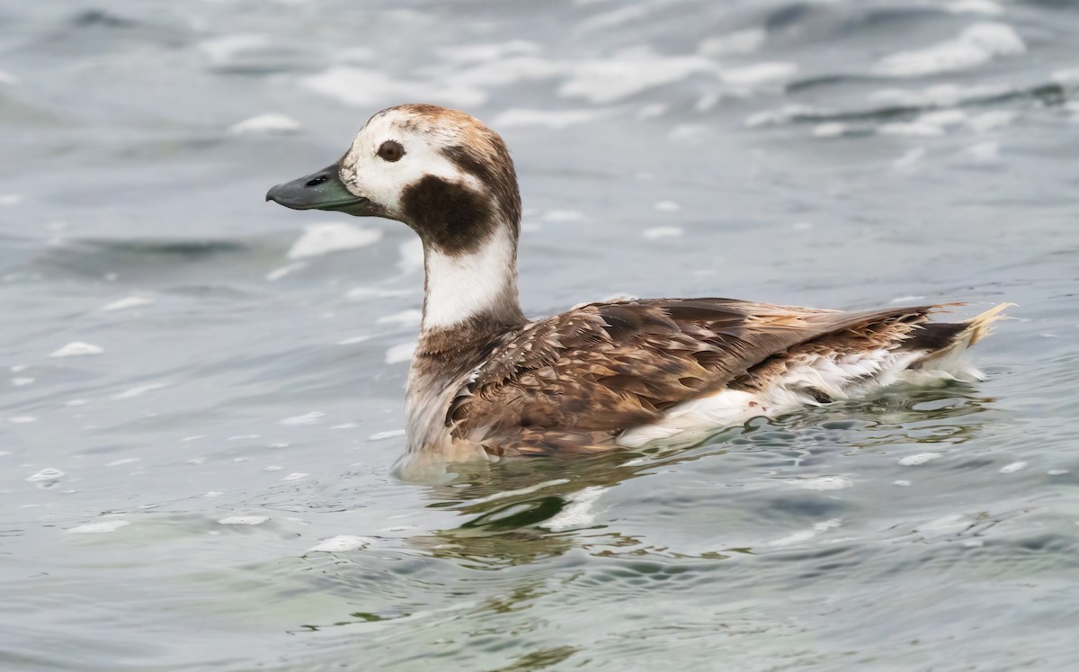 Long-tailed Duck - Mark Chappell