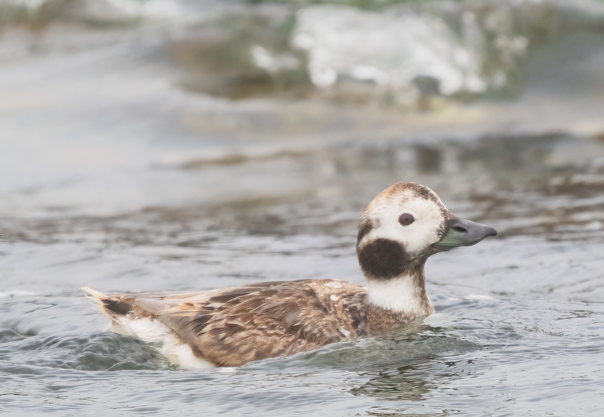 Long-tailed Duck - ML617795521