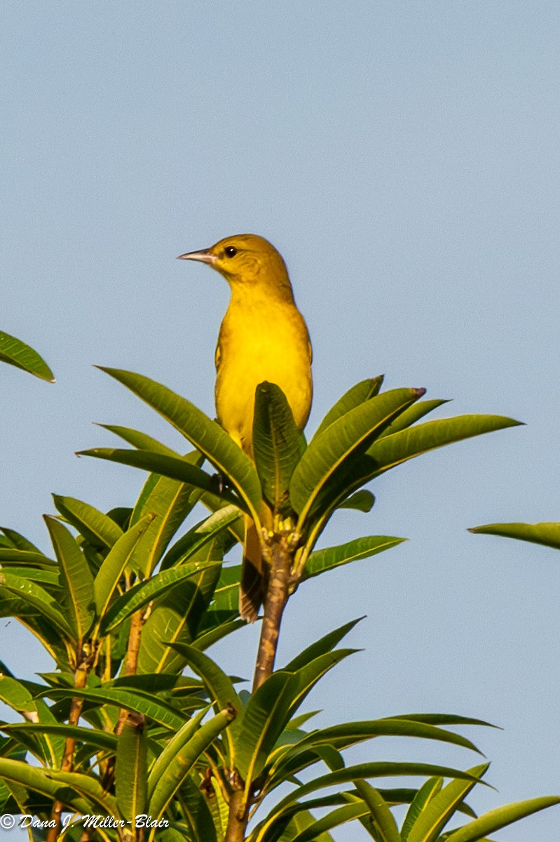Orchard Oriole - ML617795526
