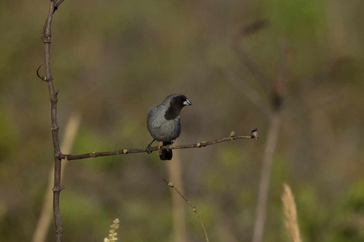 Black-faced Tanager - ML617795532
