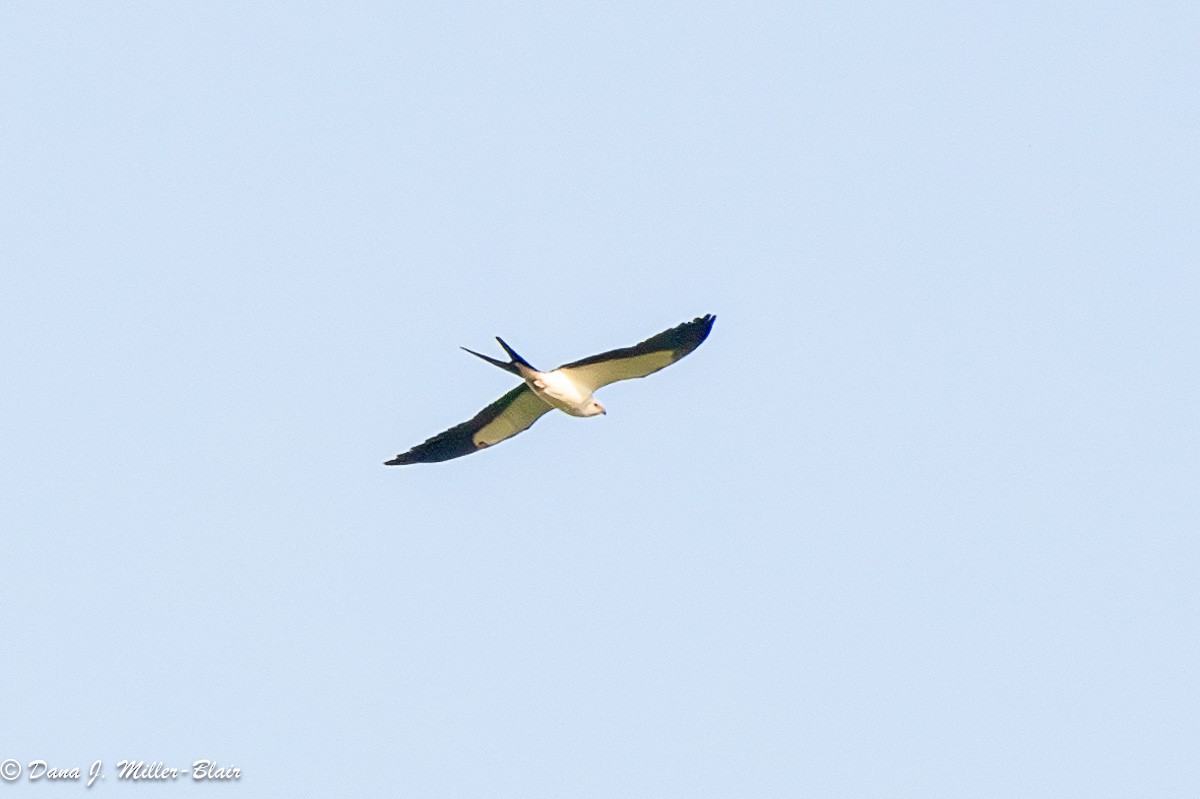 Swallow-tailed Kite - ML617795607