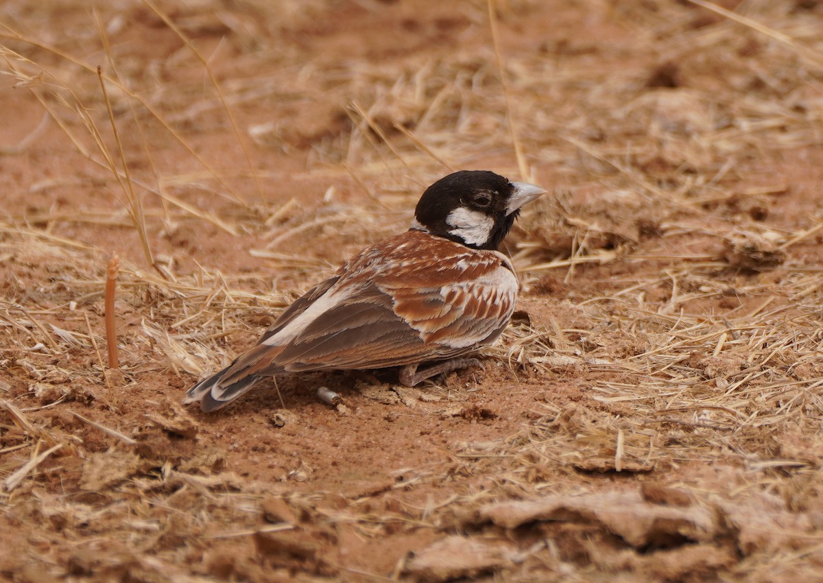 Chestnut-backed Sparrow-Lark - ML617795610