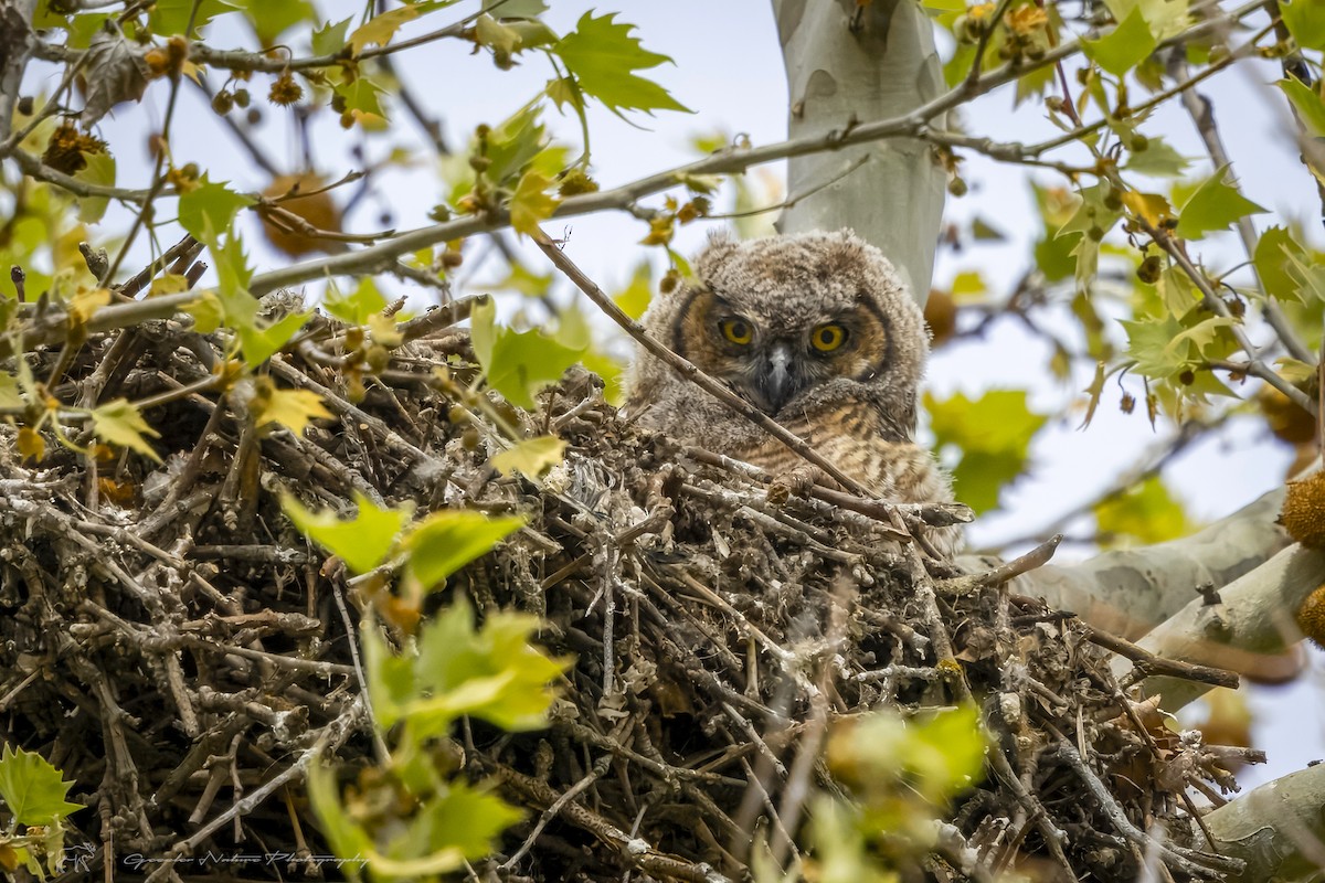 Great Horned Owl - ML617795611