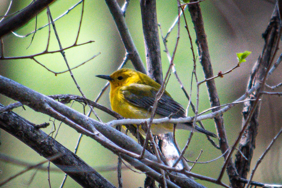 Prothonotary Warbler - ML617795678