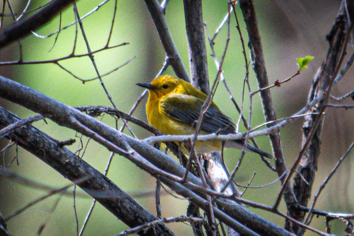 Prothonotary Warbler - ML617795679