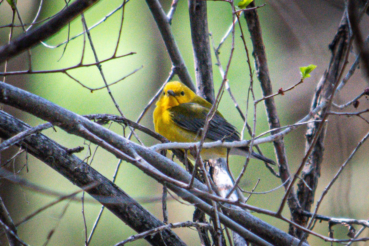 Prothonotary Warbler - ML617795681