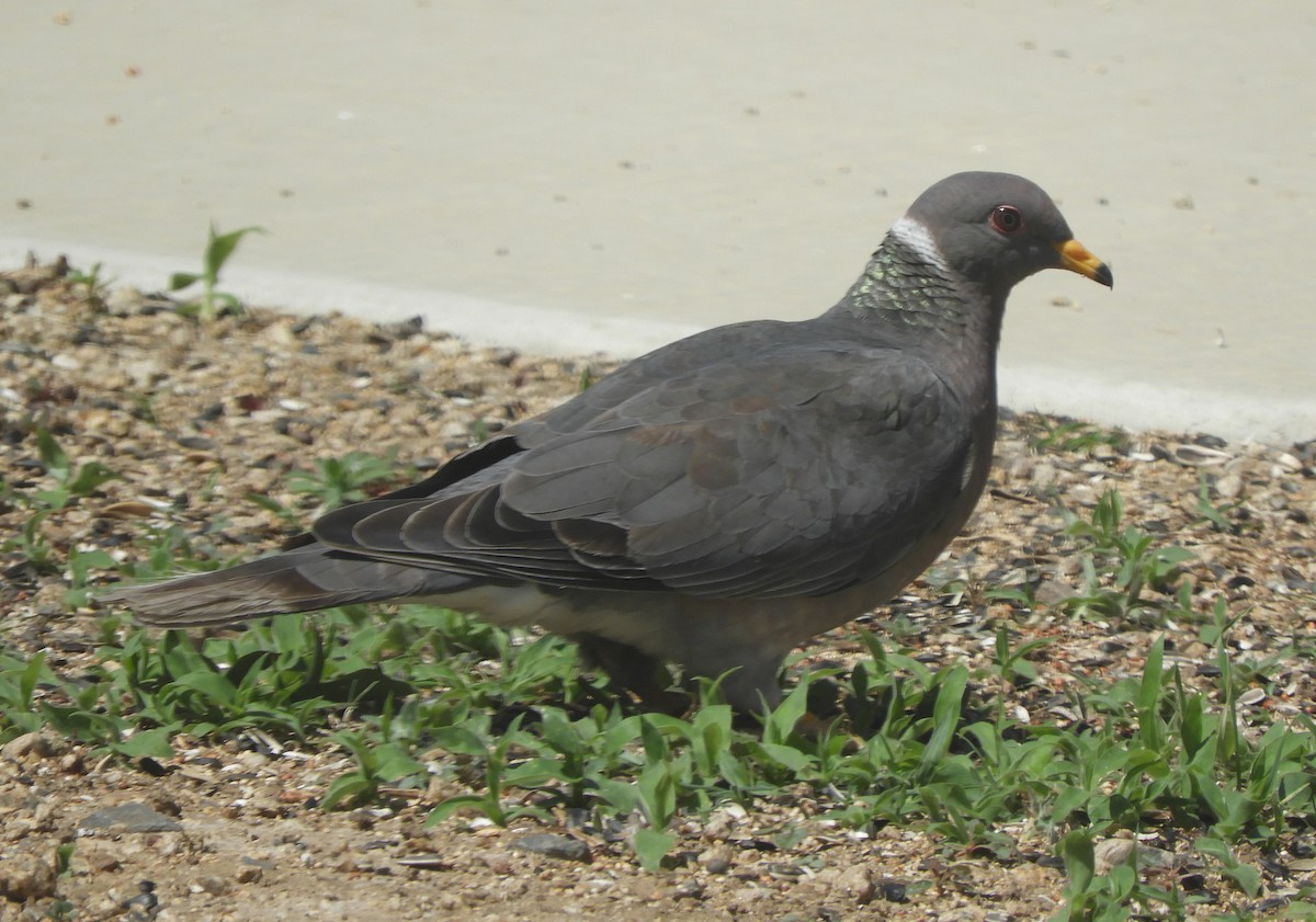 Band-tailed Pigeon - ML617795716