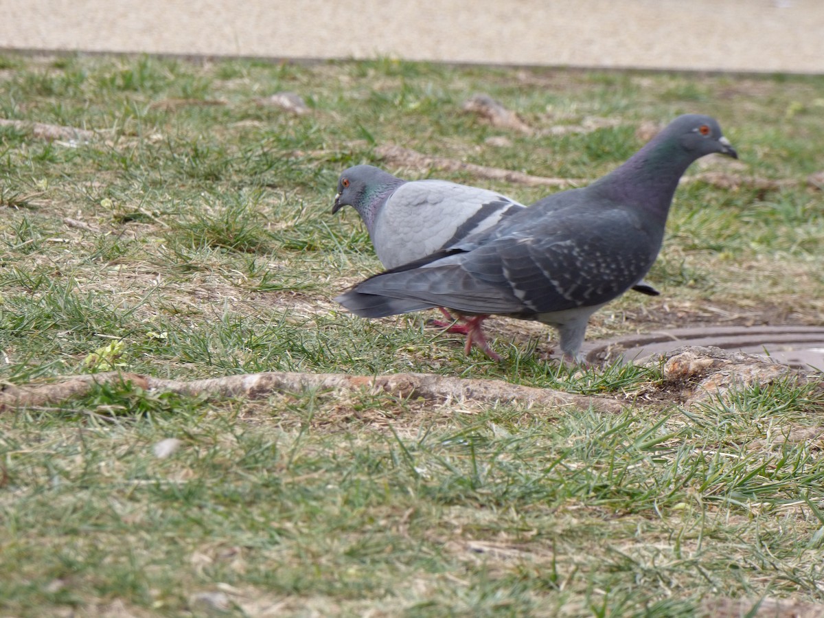 Rock Pigeon (Feral Pigeon) - Bobby Riggs