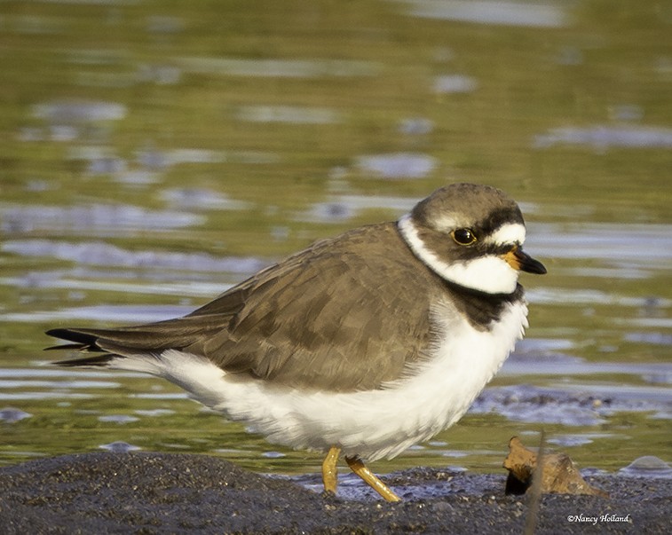 Semipalmated Plover - ML617795816