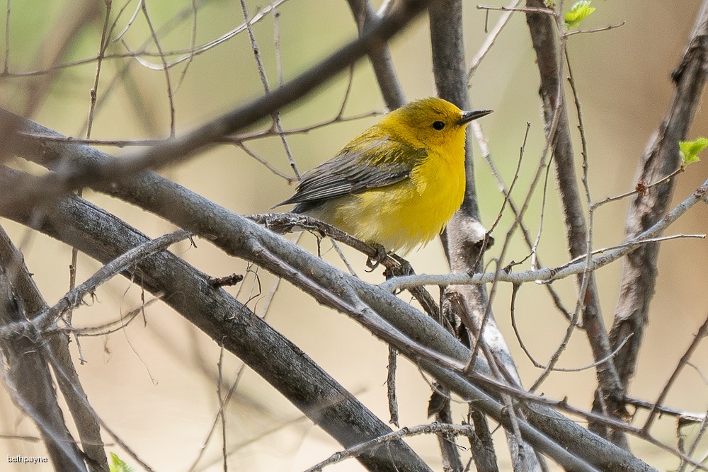 Prothonotary Warbler - ML617795836
