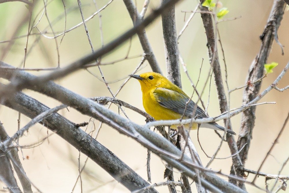 Prothonotary Warbler - ML617795843