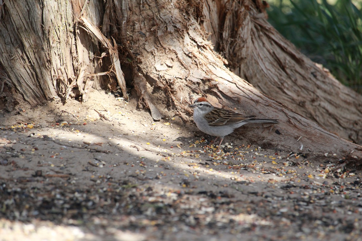 Chipping Sparrow - ML617795849