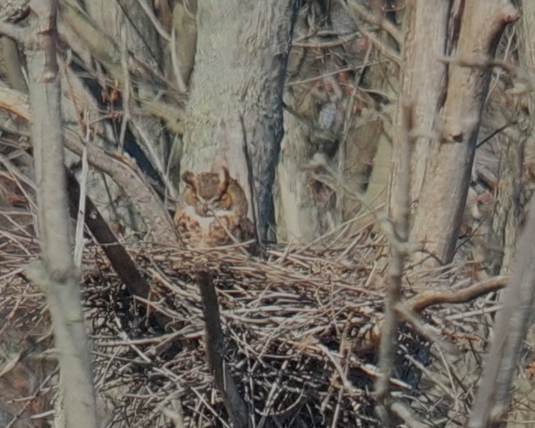 Great Horned Owl - ML617795851