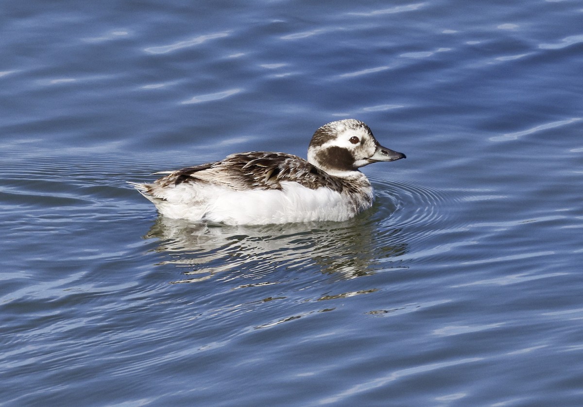 Long-tailed Duck - ML617795917