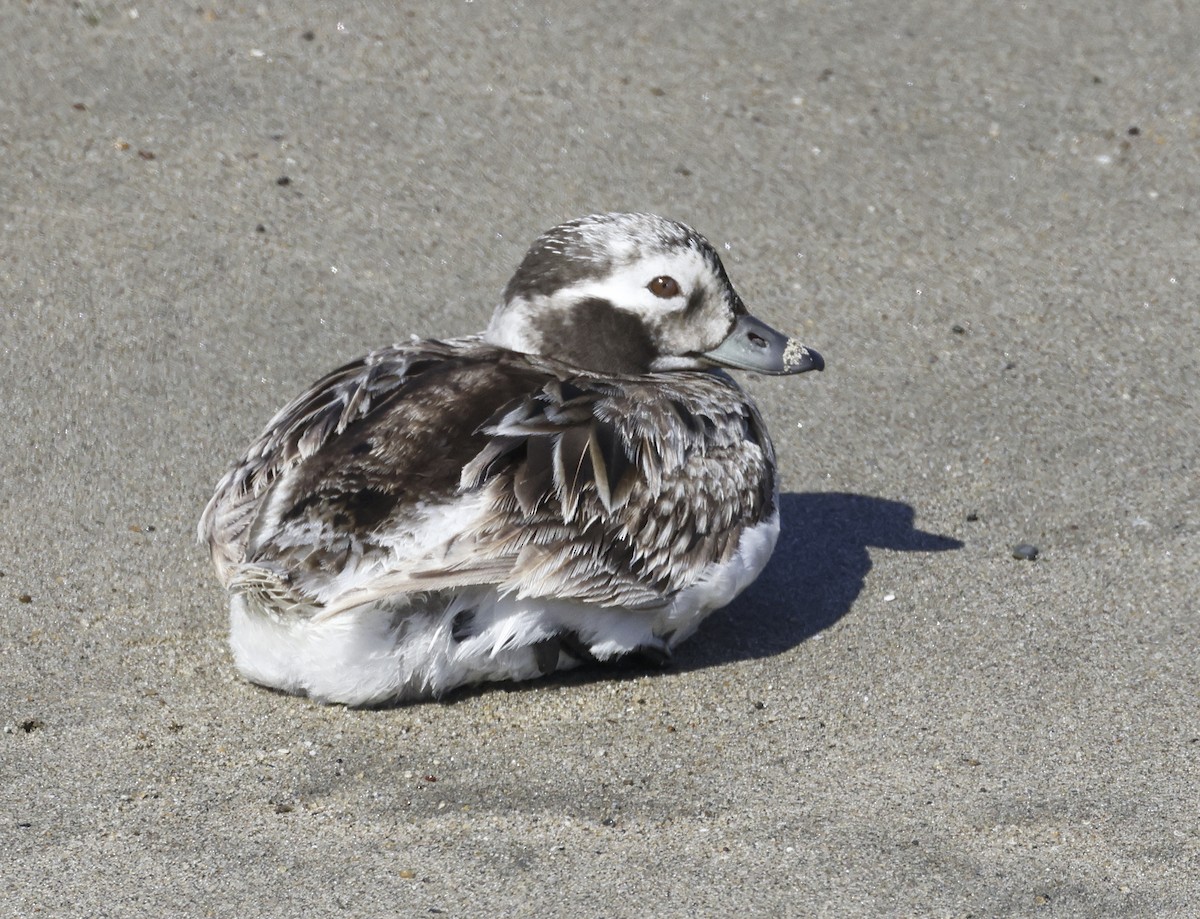 Long-tailed Duck - ML617795918