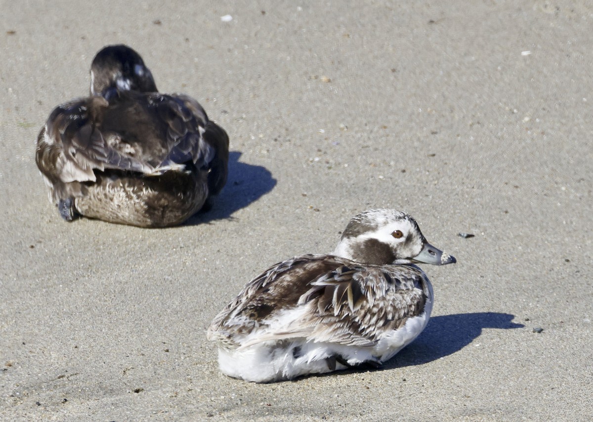 Long-tailed Duck - ML617795919