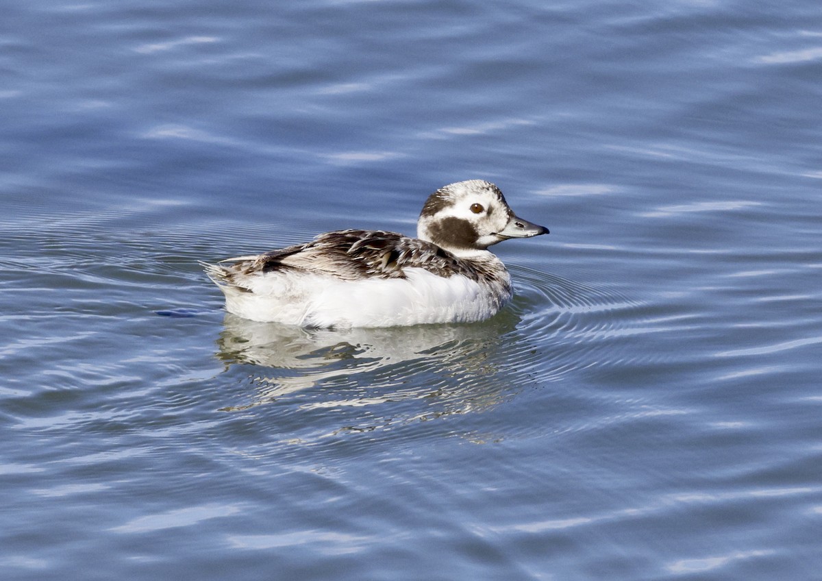 Long-tailed Duck - ML617795920