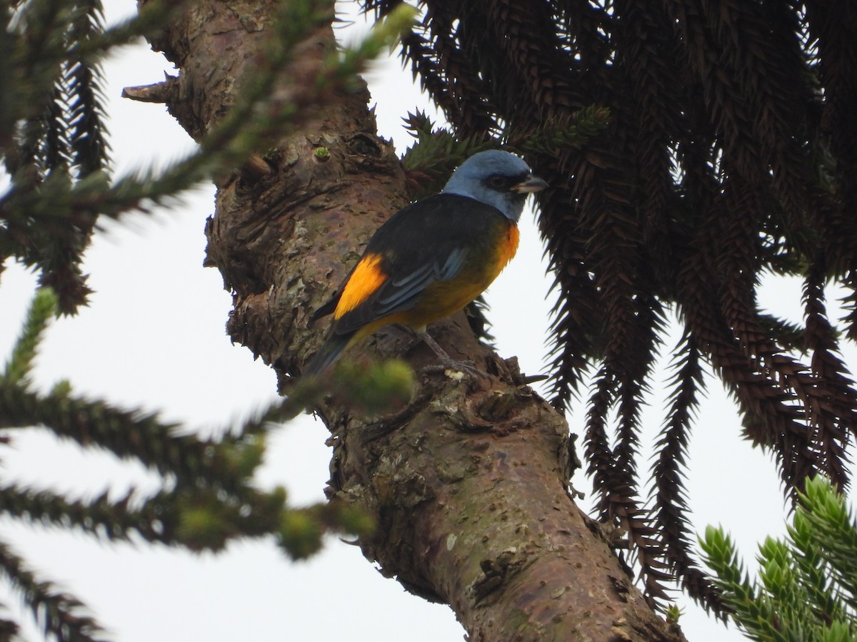 Blue-and-yellow Tanager - ML617795927