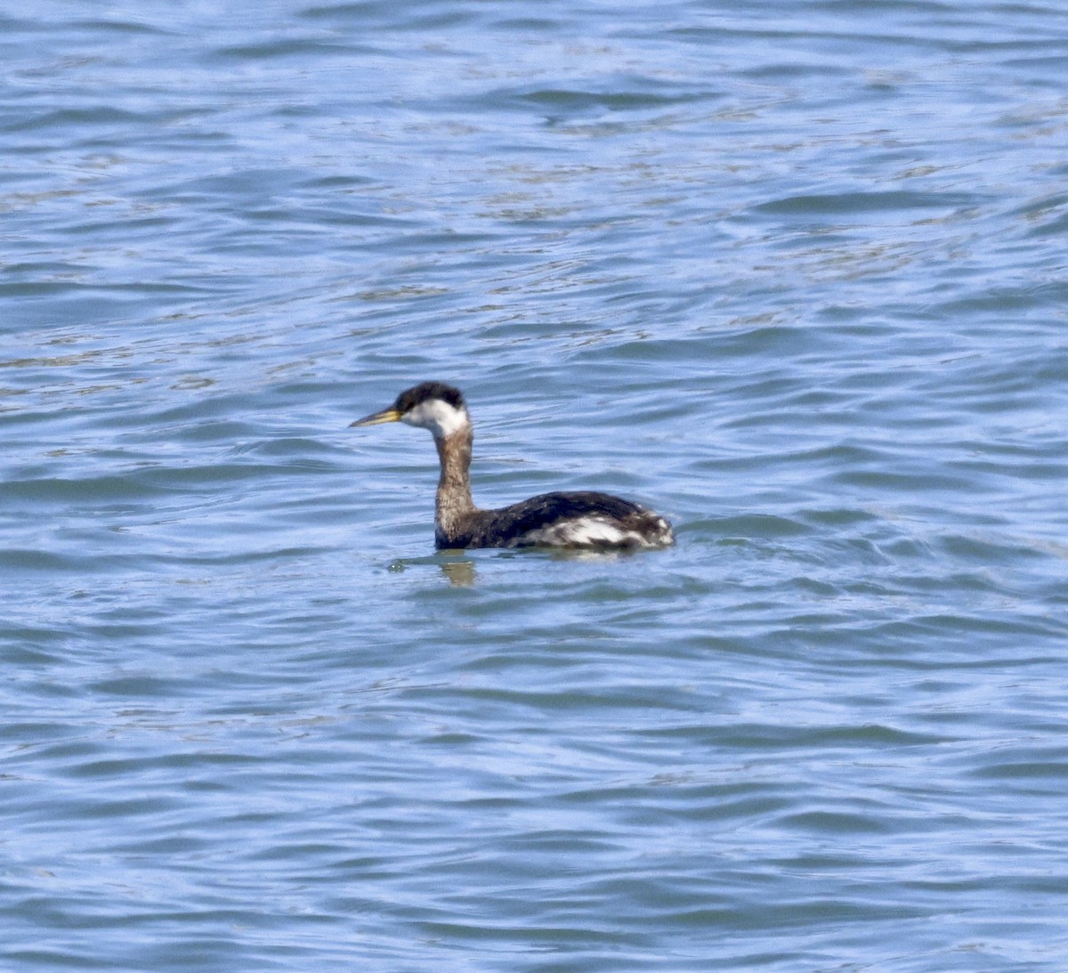 Red-necked Grebe - ML617795950