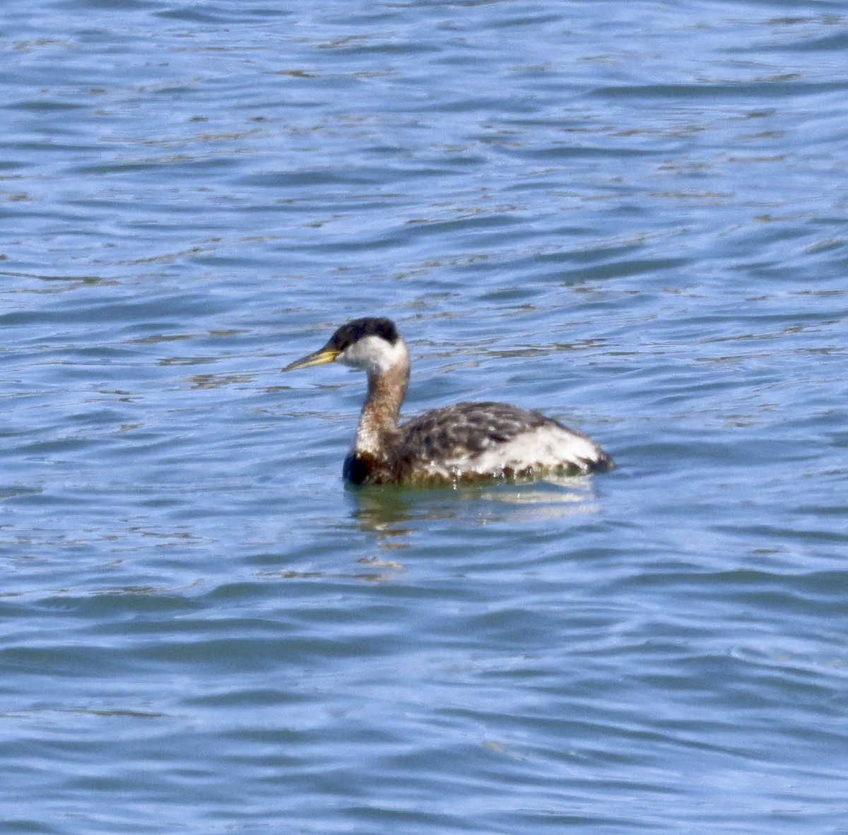Red-necked Grebe - ML617795951