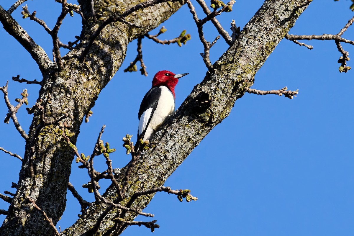 Red-headed Woodpecker - ML617795986
